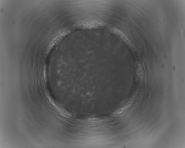 X0000071900590200607281805