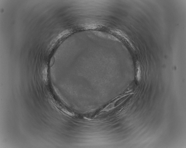 X0000071900596200607281805