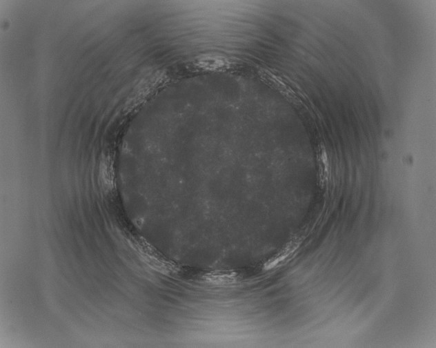 X0000071900606200607281805