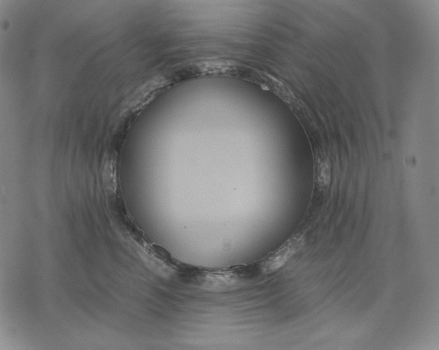 X0000071900666200607281805