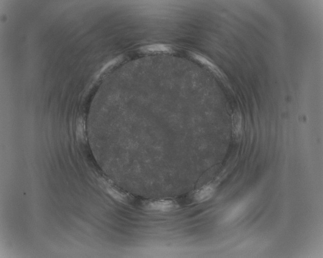 X0000071900669200607281805