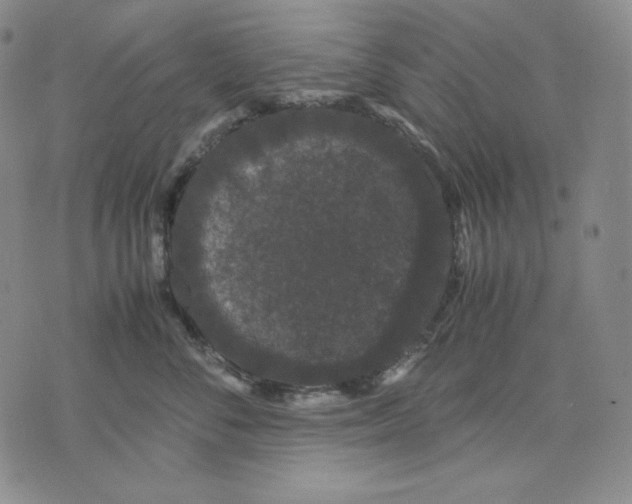 X0000071900716200607281803