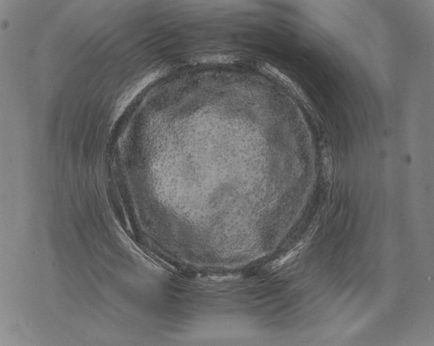 X0000071900725200607281802