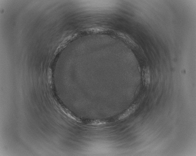 X0000071900760200607281803