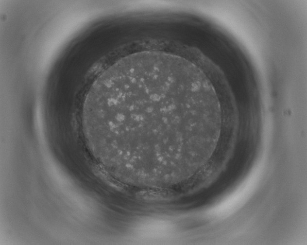 X0000071900765200607281803