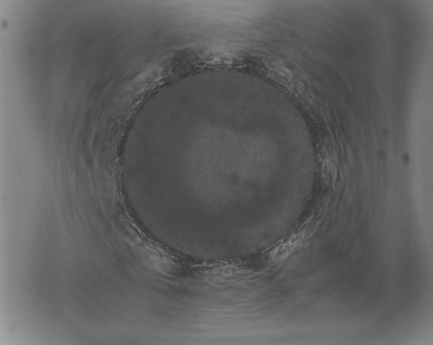 X0000071900769200607281802