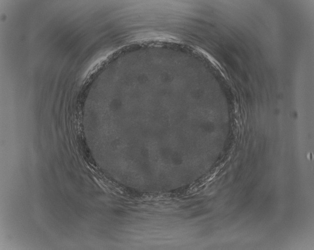 X0000071900775200607281802