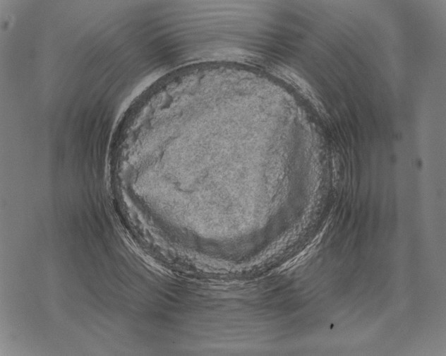 X0000071900780200607281802