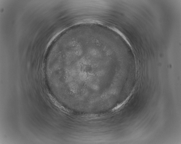 X0000071900783200607281802