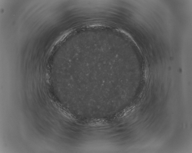 X0000071900823200607281801