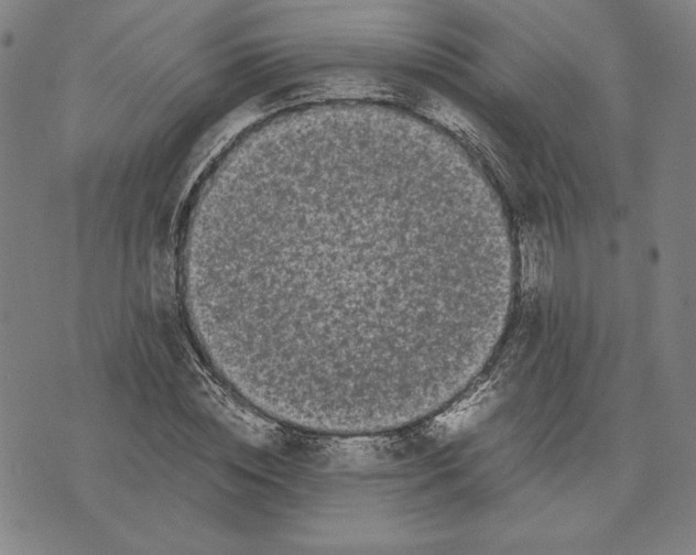 X0000071900828200607281801