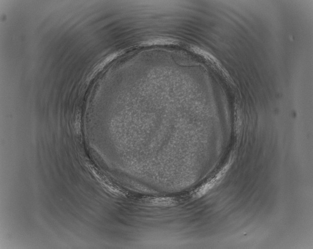 X0000071900833200607281801