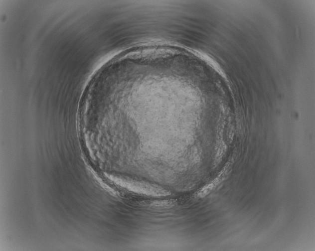 X0000071900839200607281801