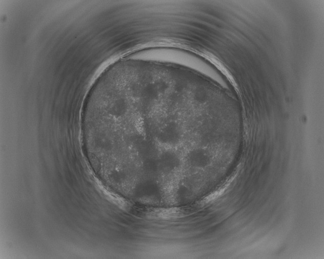 X0000071900845200607281801