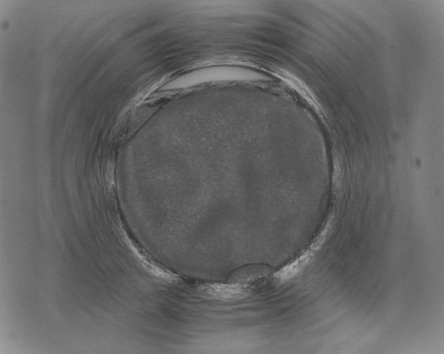 X0000071900849200607281801