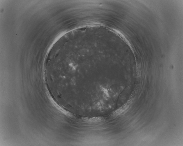 X0000071900851200607281801