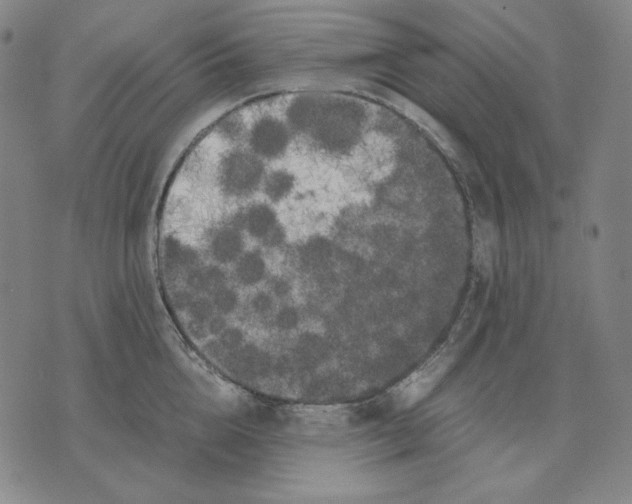 X0000071900856200607281801