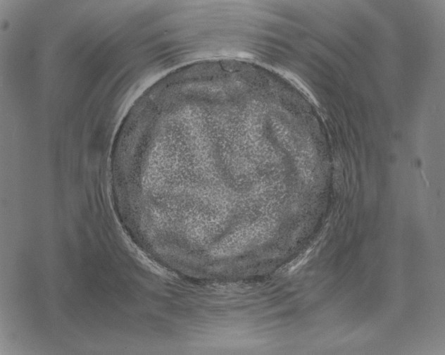 X0000071900895200607281800