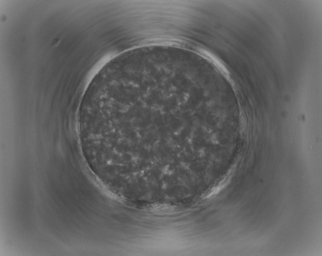 X0000071900907200607281800