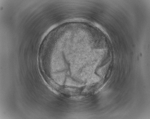 X0000071901237200607281755