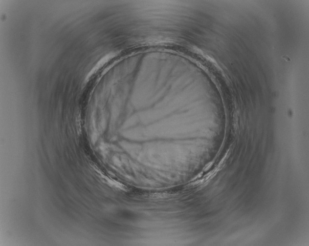 X0000071901306200607281753