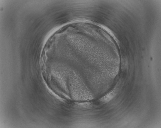 X0000071901335200607281754