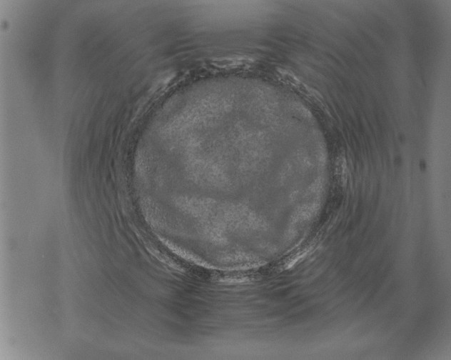 X0000071901393200607281751