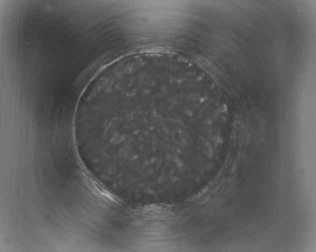 X0000071900290200608041350