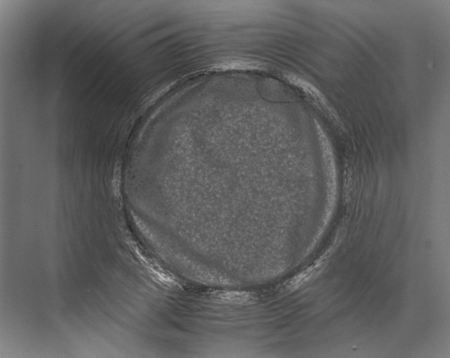 X0000071900833200608041341