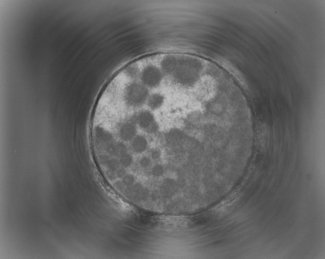 X0000071900856200608041341