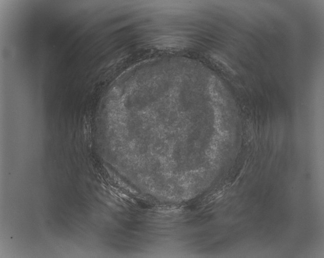 X0000071900917200608041339