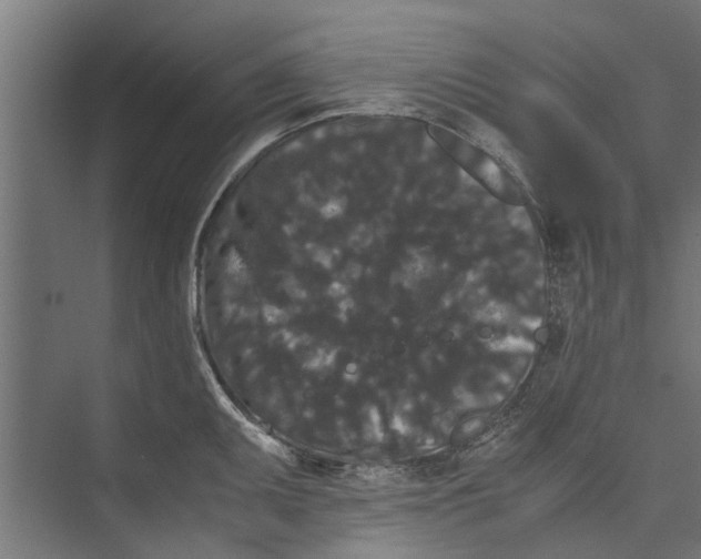 X0000071901095200608041336