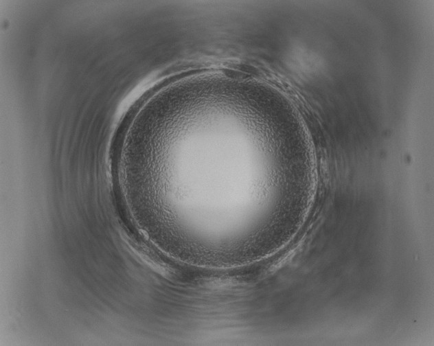 X0000071910246200607071139