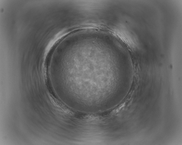 X0000071910343200607071137