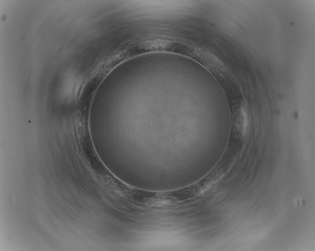 X0000071910743200607071131