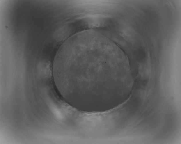 X0000071910029200607212054