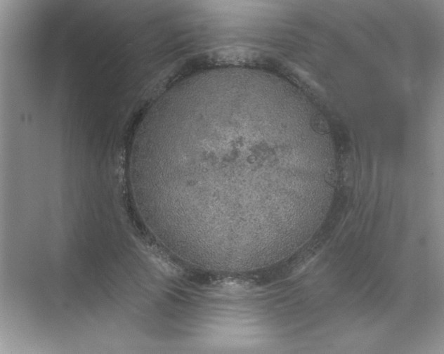 X0000071910737200607212042