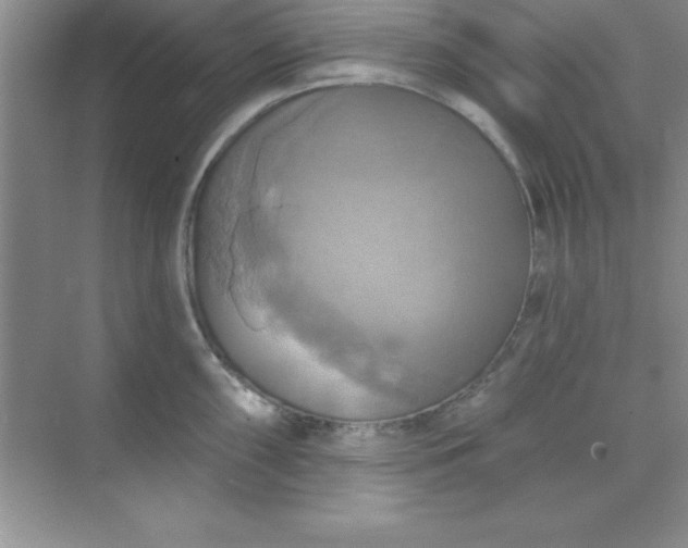 X0000071911098200607212036