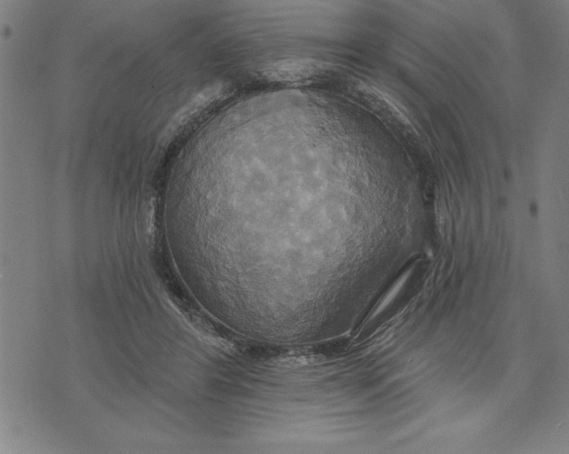 X0000071910404200607281833