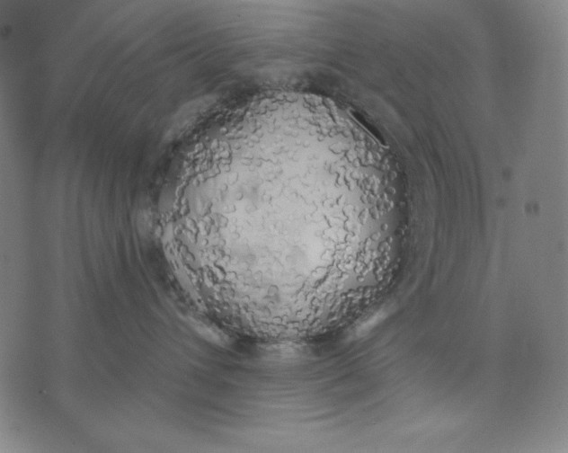 X0000071910432200607281833