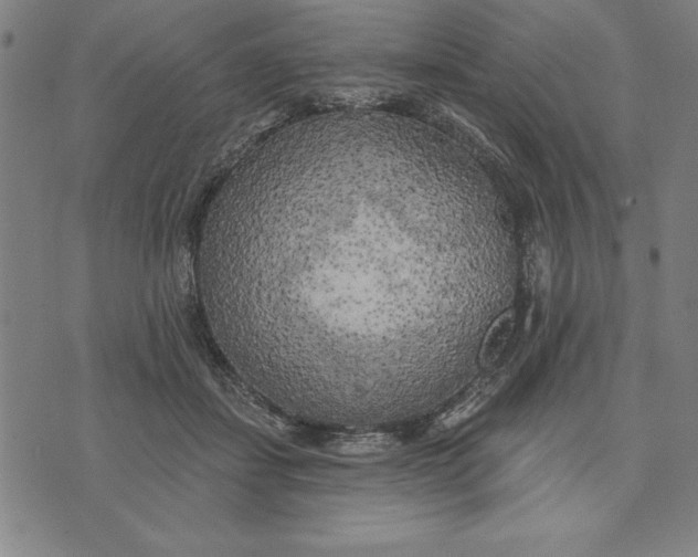 X0000071910459200607281833