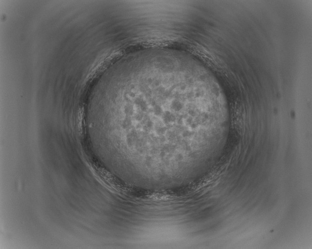 X0000071910742200607281828