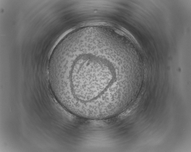 X0000071910852200607281826