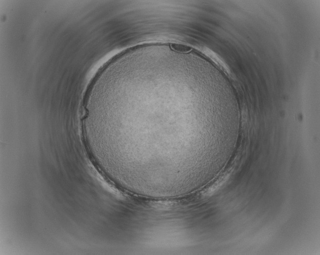 X0000071910854200607281826