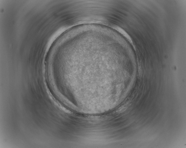 X0000071911096200607281822