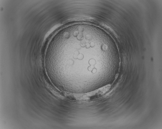 X0000071911114200607281821