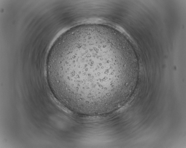 X0000071911232200607281820