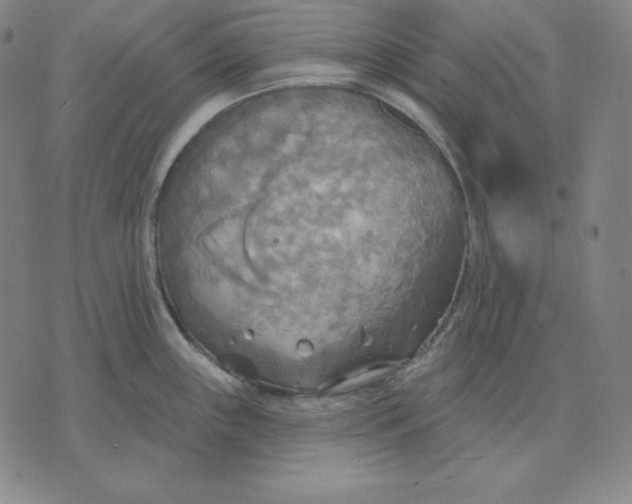 X0000071911243200607281820