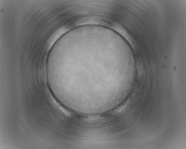 X0000071911290200607281819