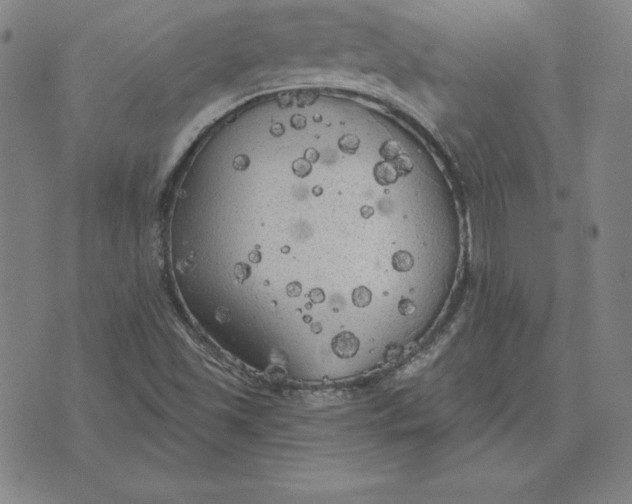 X0000071911501200607281815